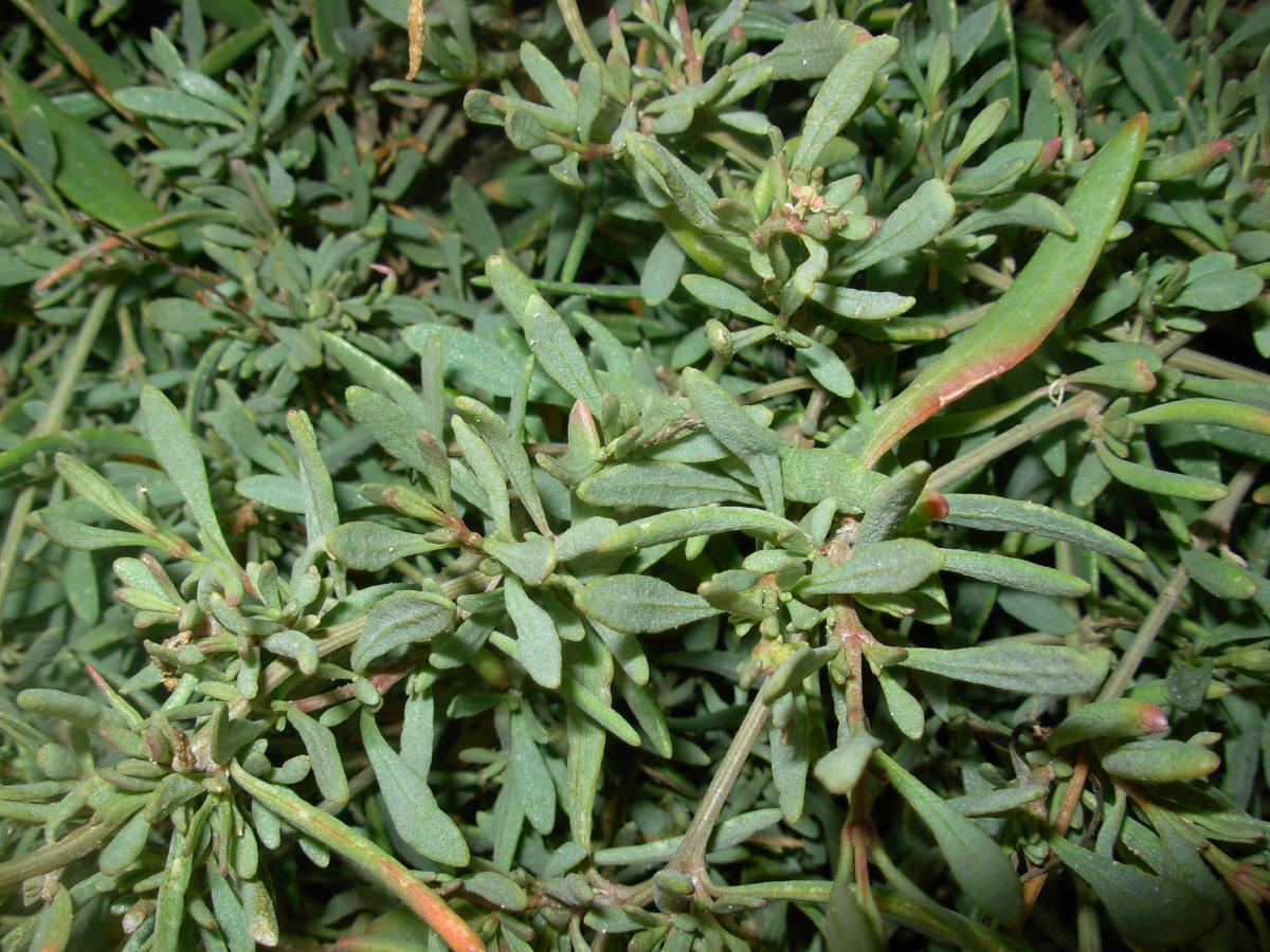 Halimione portulacoides / Atriplice portulacoide